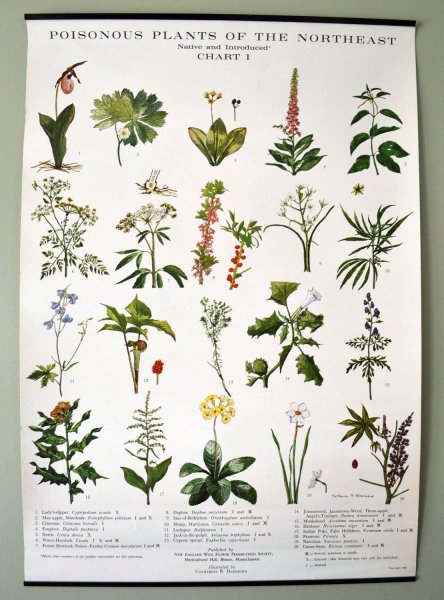 Красивые постеры с растениями