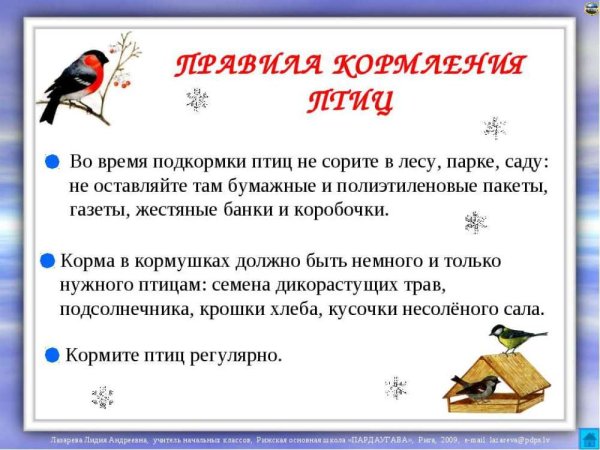 Правила кормления птиц зимой