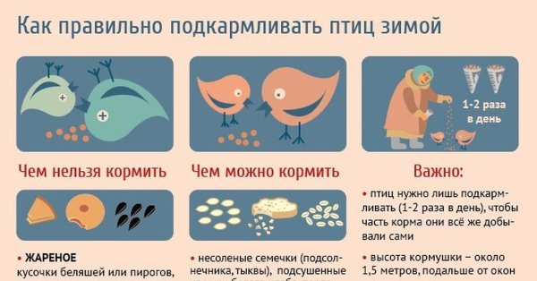 Памятка чем кормить птиц