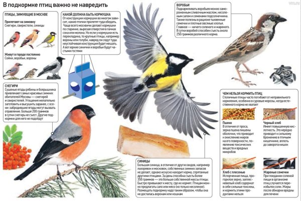 Кормление зимующих птиц