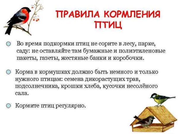 Правила кормления зимующих птиц