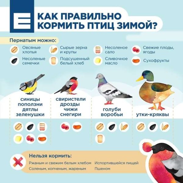 Чем кормить зимующих птиц картинки для детей