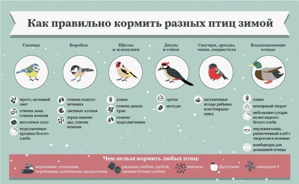 Как подкармливать птиц зимой
