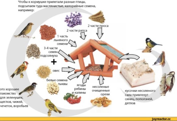 Какую крупу сыпать в кормушку для птиц зимой