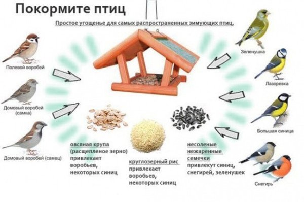 Корм для синичек и Воробьев зимой в кормушке таблица