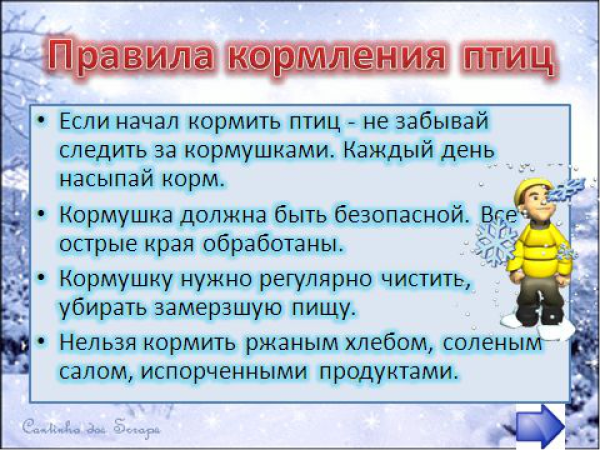 Правила кормления птиц