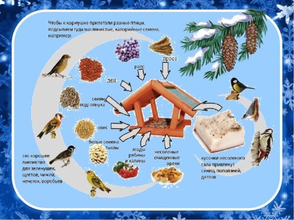 Как кормить зимующих птиц для детей