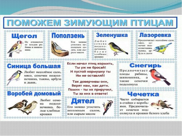 Правила кормления птиц