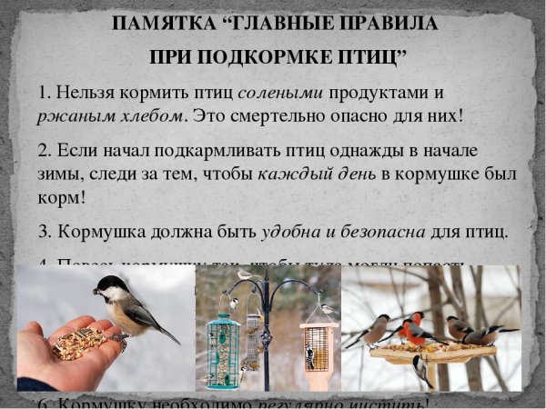 Чем кормить птиц