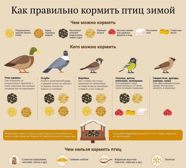 Акция кормушка для птиц