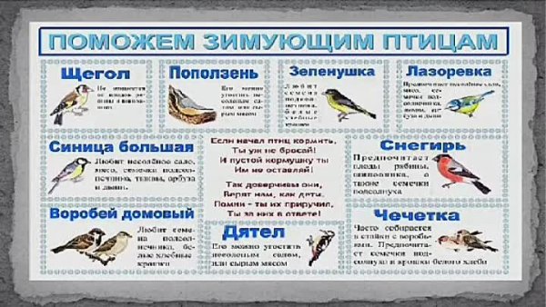 Статья как помочь птицам зимой