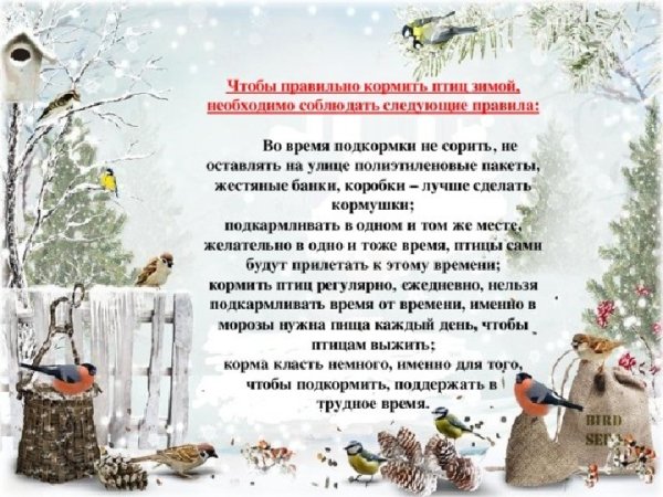Чем подкормить птиц зимой в кормушке таблица