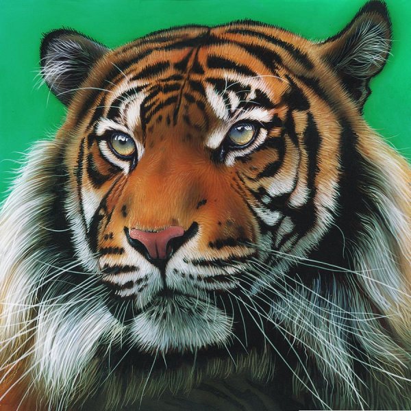 Тигр плакат