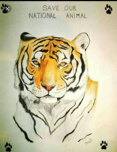 Название плакатов тигр