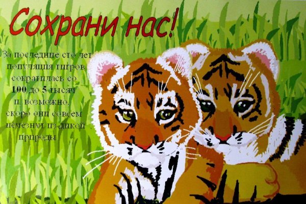 Инфографика Амурского тигра