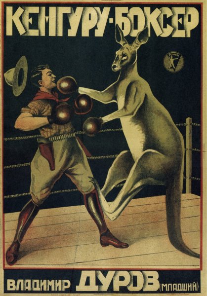 Кенгуру боксер Владимир Дуров