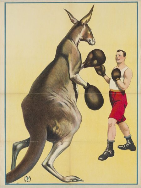 Постер кенгуру-боксер