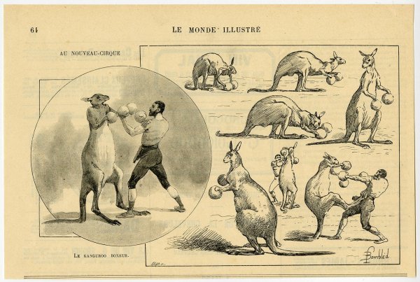 Тату кенгуру