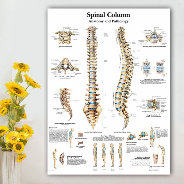 Spinal column плакат