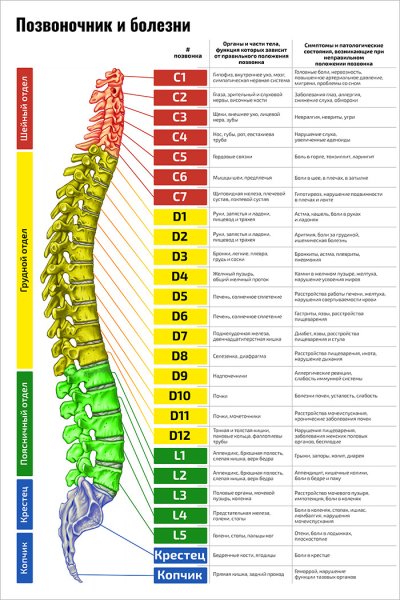 Плакат позвоночник человека