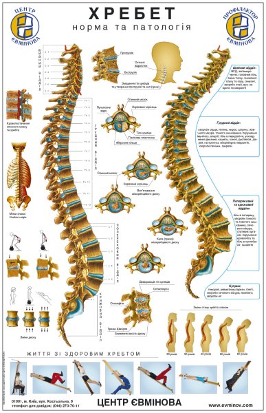Позвонки и Позвоночный столб плакат