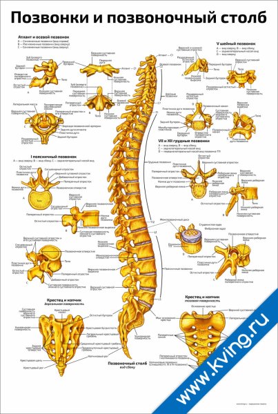 Позвоночник плакат