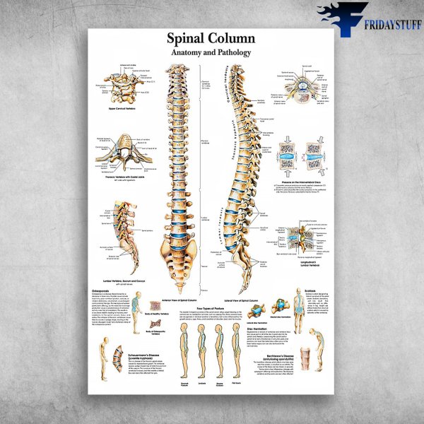 Позвоночник анатомия и патология