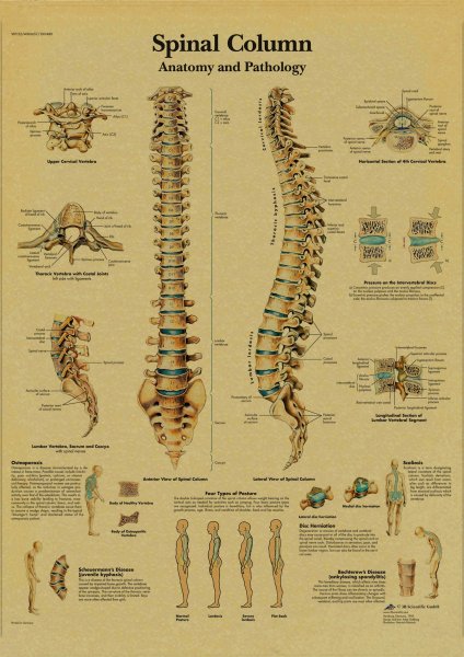 Позвоночник плакат