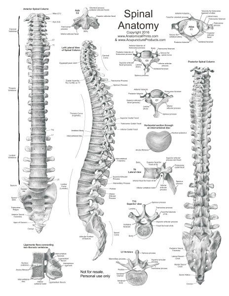 Vertebral column
