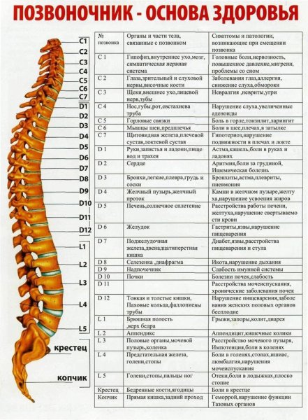 Нумерация позвонков в позвоночнике человека