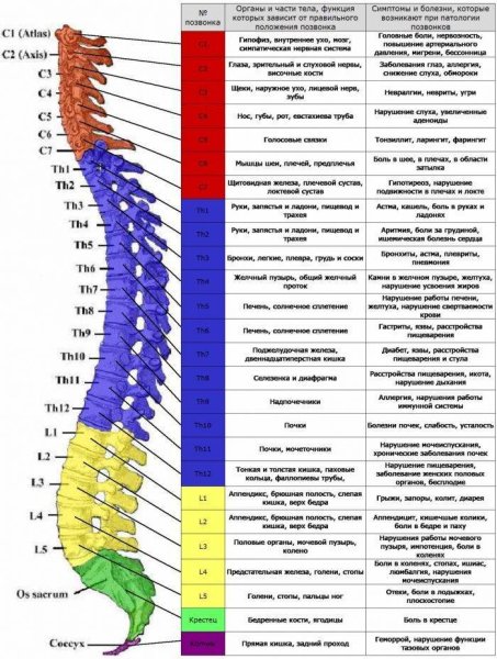 Плакат позвоночник человека