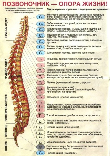 Отделы позвоночника для мрт схема