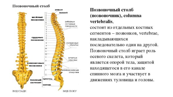 Строение позвоночника остеохондроз
