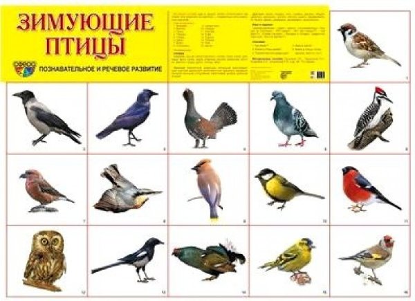 Плакат перелетные птицы зимующие птицы