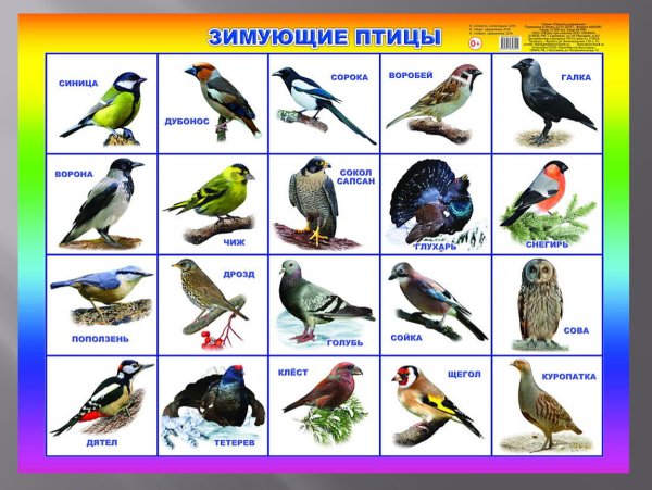 Зимующие и перелетные птицы России для детей