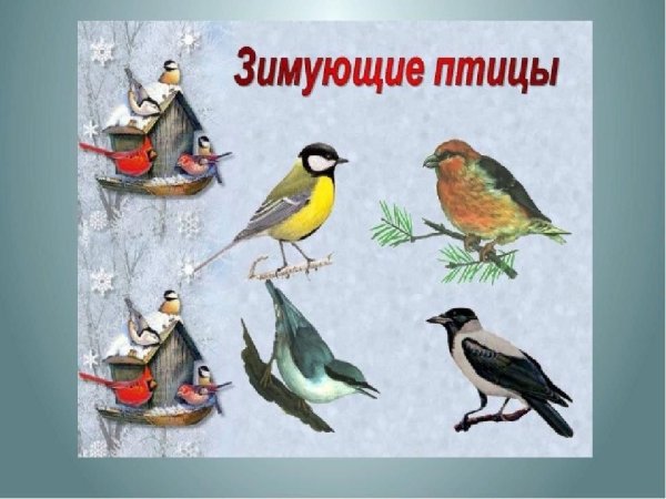 Зимующие птицы