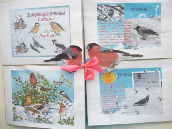 Корм зимующих птицах для дошкольников
