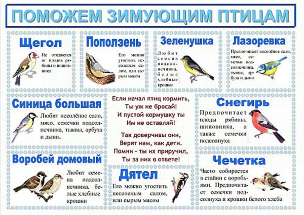 Проект Накорми птиц зимой