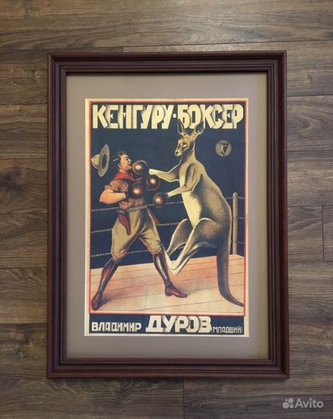 Постер кенгуру-боксер