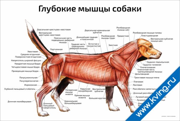 Физиологическое строение собаки