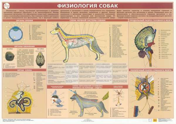 Лимфоузлы КРС ветсанэкспертиза