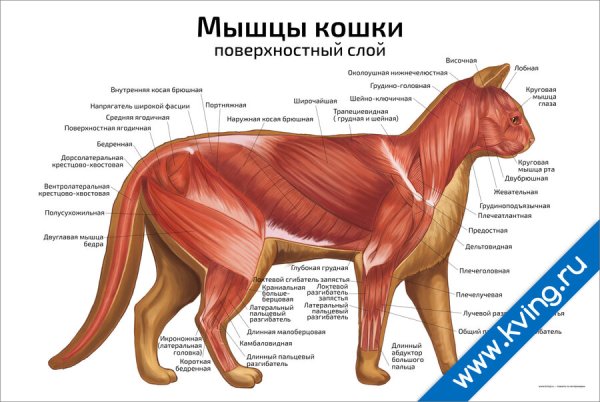 Постеры для ветеринарной клиники