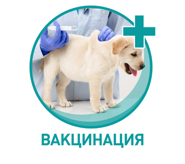 Ветклиника плакат