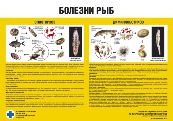 Атлас строения собаки