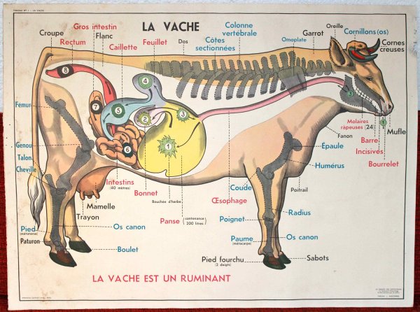 Памятка по бешенству животных для населения