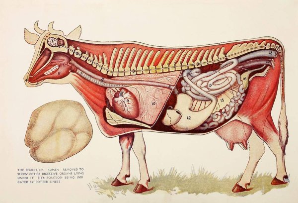Плакаты с лошадьми