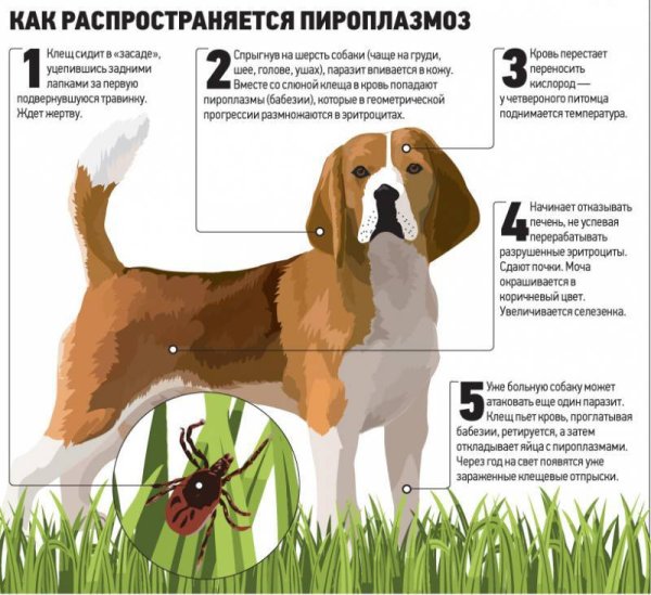 Плакаты Ветеринария