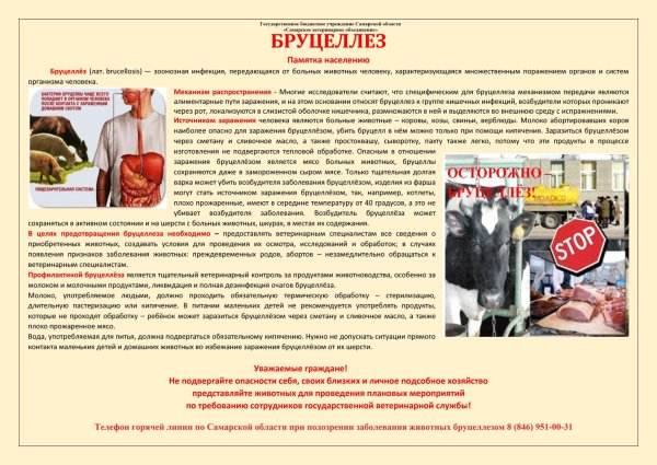 Пироплазмоз собак Ветеринария