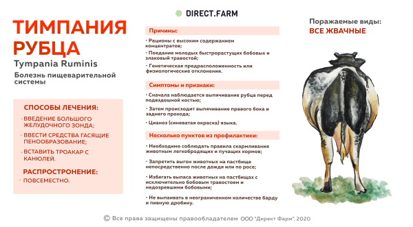 Бешенство памятка