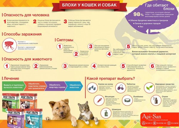 Вакцинация бешенство кошкам